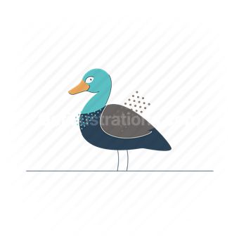 duck, bird, animal, wildlife, nature